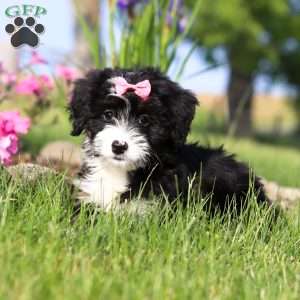 Ashley, Mini Bernedoodle Puppy